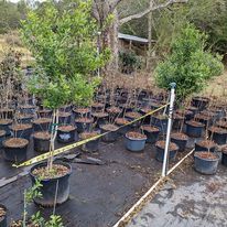 Native Tree Nursery Stewardship - logo